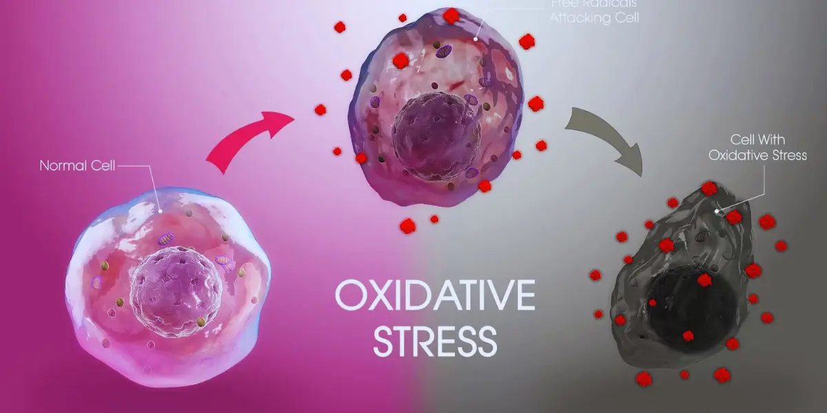 How To Lower Oxidative Stress Effectively