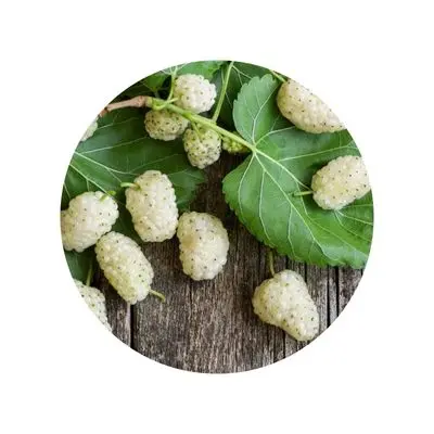 White mulberry leaf extract
