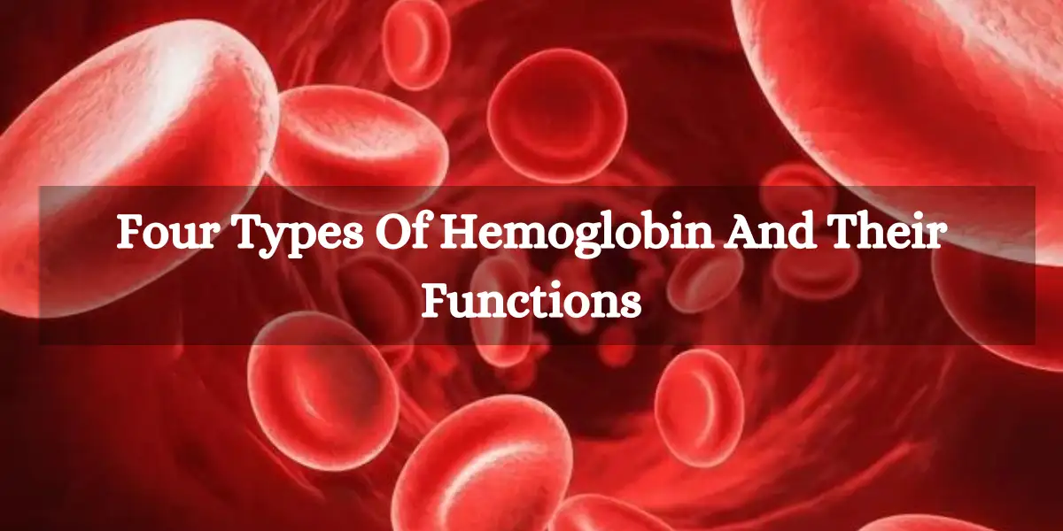 Four Types Of Haemoglobin