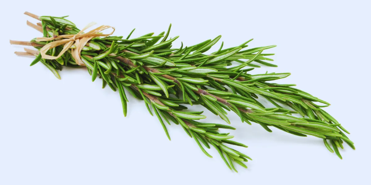Herbal Profile Of Rosemary