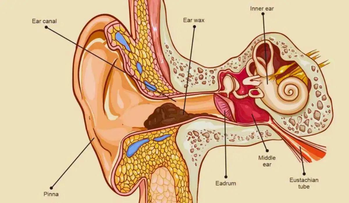 What is earwax