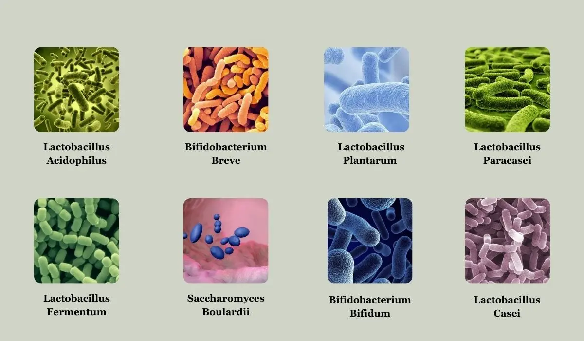 YourBiology Gut+Ingredients