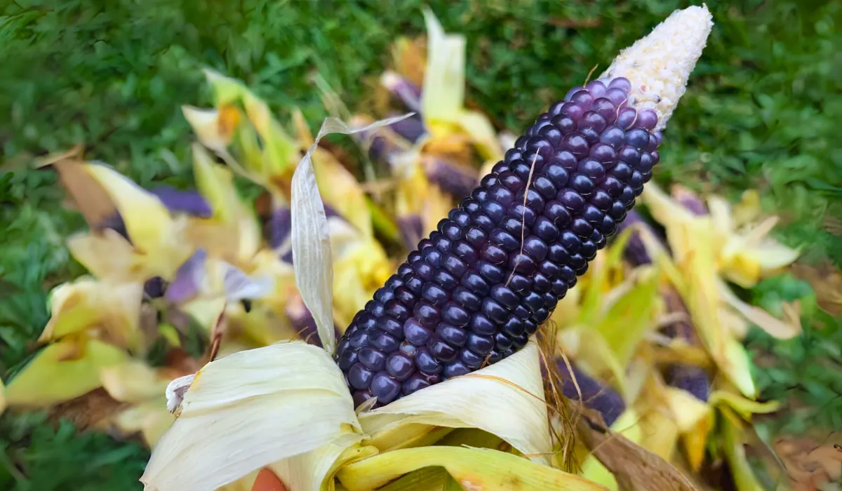 Benefits Of Blue Corn