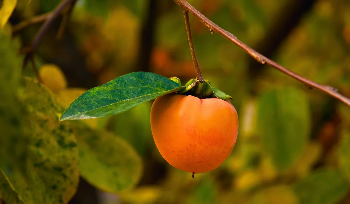 Health Benefits of Persimmon Fruit