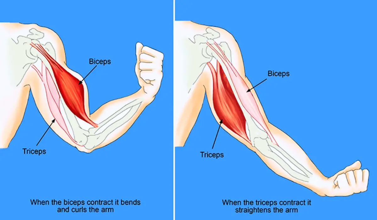 Biceps And Triceps