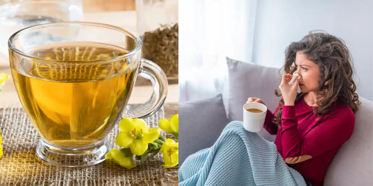 Health Benefits Of Mullein Tea