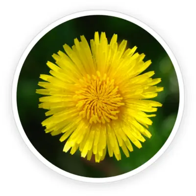 Inulin and Dandelion