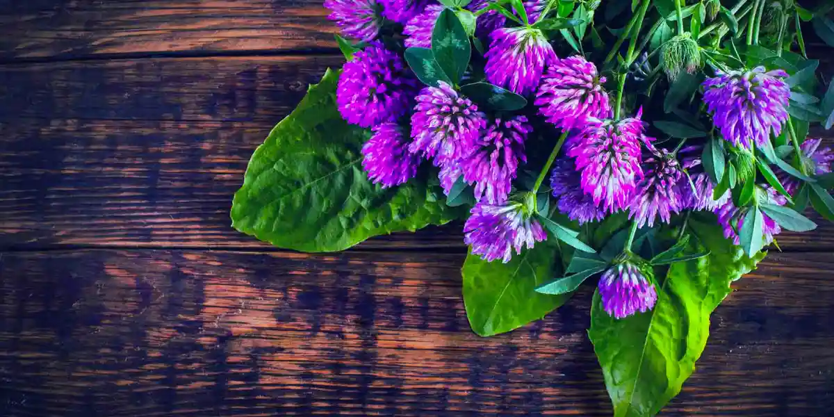 Potential Health Benefits Of Red Clover