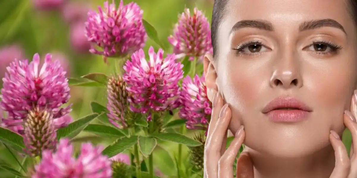 Red Clover Benefits For Skin