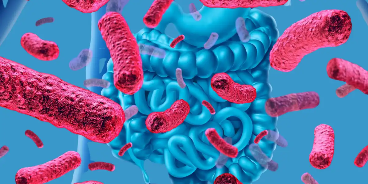 Types Of Harmful Gut Bacteria