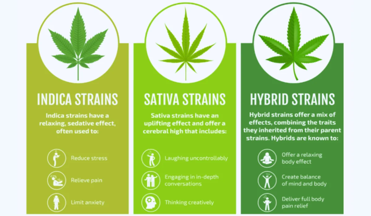 What is a hybrid weed
