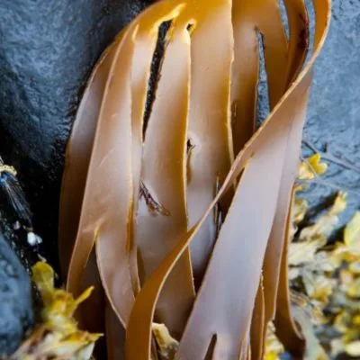 Fucoxanthin brown seaweed